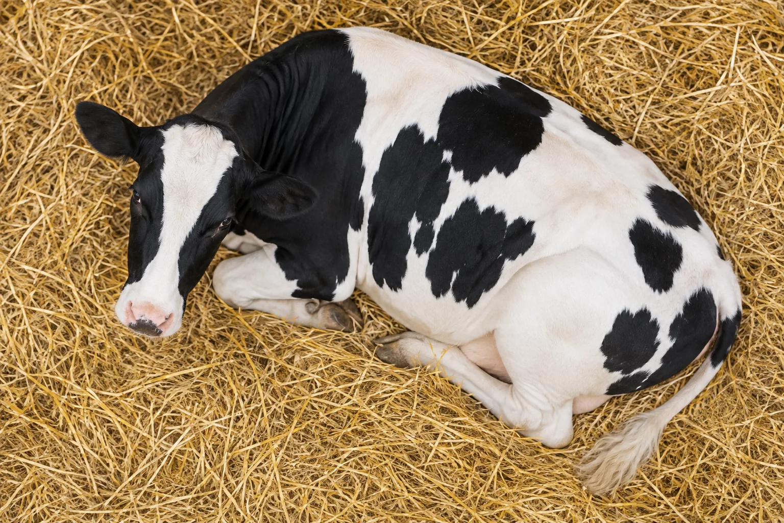 A Holstein cow resting on clean straw, seen from above